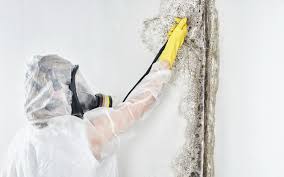 Best Water Damage & Mold Remediation  in Ecorse, MI